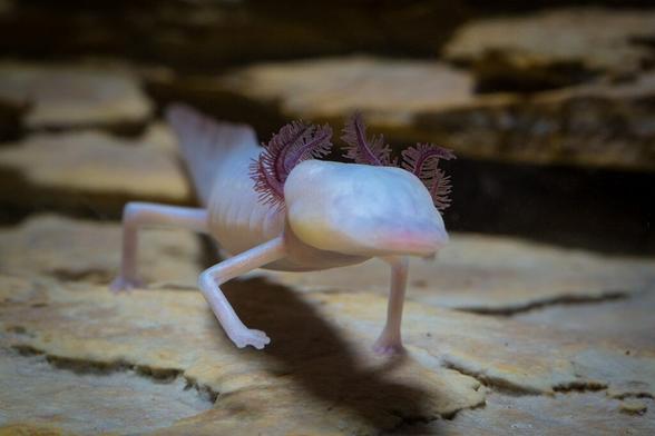 animaux-sans-yeux-salamandre-aveugle-du-texas