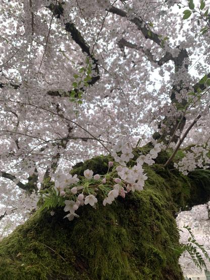 A moss covered cherry tree show off it blooms.