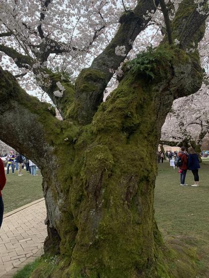 A moss covered cherry tree show off it blooms.