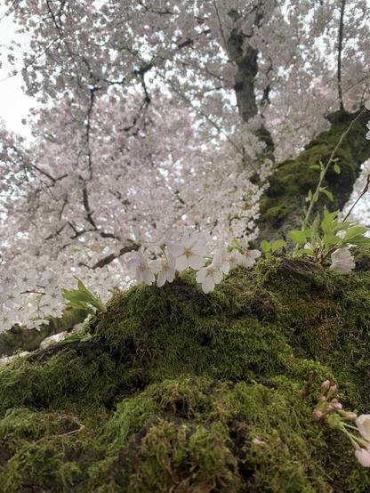 A moss covered cherry tree show off it blooms.