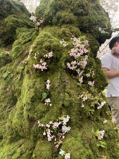 A moss covered cherry tree show off it blooms - all the way to the ground