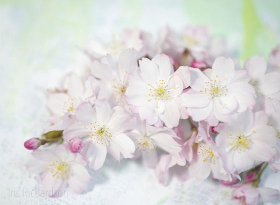 Soft pink cherry blossoms on a pastel blue and green canvas background. The cherry blossom is symbol of spring, renewal, impermanence, and the fleeting nature of life and beauty.
