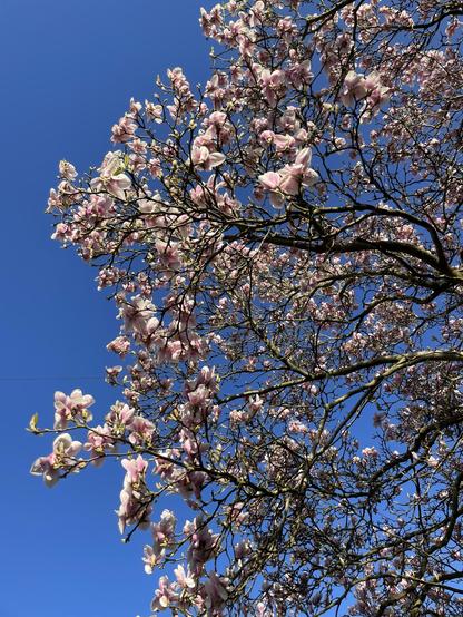 A photo of a blossoming saucer magnolia (Magnolia × soulangeana) tree against a blue sky, captured on a walk earlier today