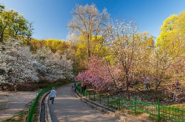 A photo of blossoming magnolia trees in the O. V. Fomin Botanical Garden in Kyiv (photo taken from the Wikipedia entry about the Garden)