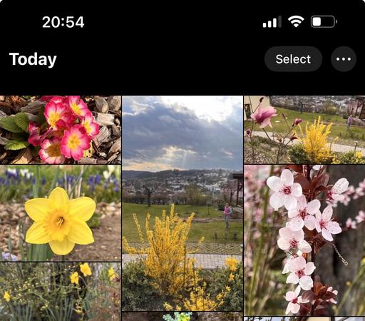 A collage of various blooming flowers, including pink primroses, yellow daffodils, purple irises, and white cherry blossoms, with a scenic view of a city and clouds in the background.