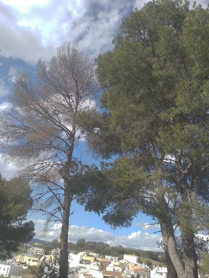 Pinos secos en un bosque cercano a Málaga capital. Están muriendo los árboles por muchas partes del mundo. Debemos solucionar esto.