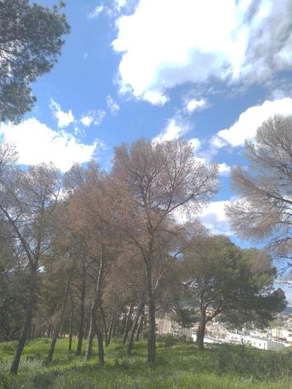 Pinos secos en un bosque cercano a Málaga capital. Están muriendo los árboles por muchas partes del mundo. Debemos solucionar esto.