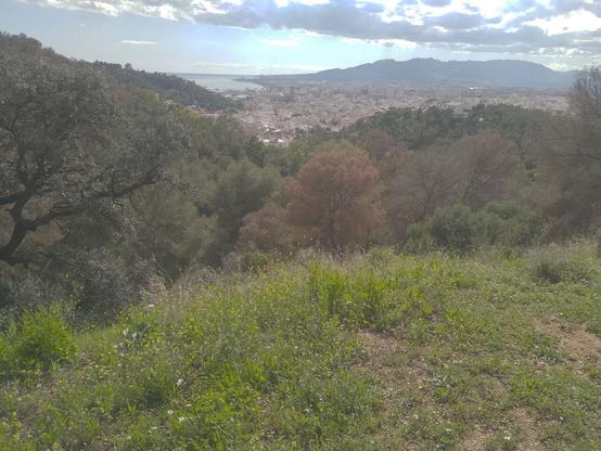 Pinos secos en un bosque cercano a Málaga capital. Están muriendo los árboles por muchas partes del mundo. Debemos solucionar esto.