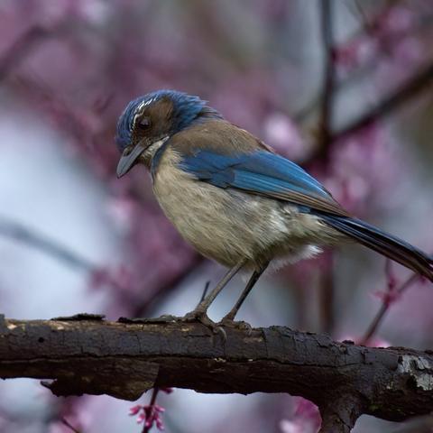A Cakifornia scrub jay perched on a slightly wet branch, with pink flowers blurred in the background.