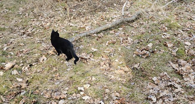 Alea the Black cat on vole patrole among the brown leaves in a spring green forest clearing.