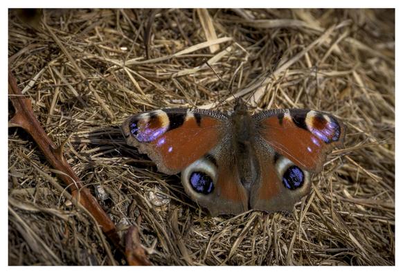 a red butterfly with 4 spots that look like eyes on its wings
