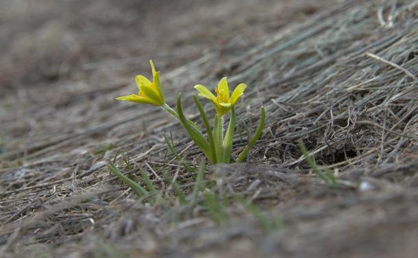Zwei Gelbsterne blühen in einer vom Schnee plattgedrückten braungrau vertrockneten Wiese. Die beiden Blümchen sind in Grossaufnahme und sind weit und breit der einzige Farbfleck