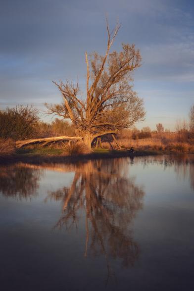 Vertical photograph showing a large, leafless tree in the light of sunset. The tree stands on the shore of a small lake, where it is reflected.