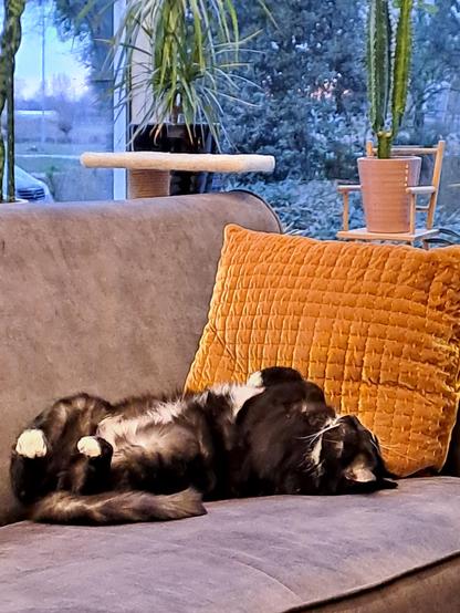 Cat lying on her back on the couch, while the sun is going down. It was a rough day of doing nothing.
