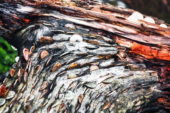 A weathered tree trunk embedded with numerous coins has become a wishing tree. The wood appears aged and has a mix of dark and light grey tones, with hints of red and brown. The coins, mostly copper and silver in color, are partially inserted into the crevices and grooves of the wood, creating a textured, intricate pattern.