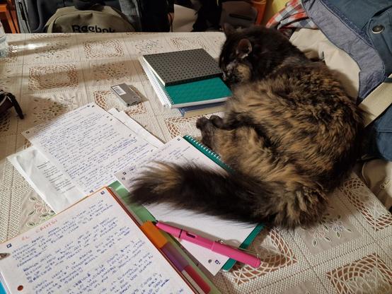 Una mesa con un mantel blanco. Sobre el mantel hay varias libretas y papeles sobre los que estoy escribiendo usando una de mis plumas (en este caso la rosa que uso con tinta azul). Mi gata Gala, carey de pelo semilargo oscuro, está tumbada al lado de mi zona de escritura con su cola justo encima de la página que estoy escribiendo.