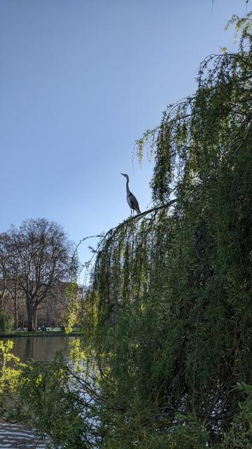 A grey heron sits on a tree branch over a lake