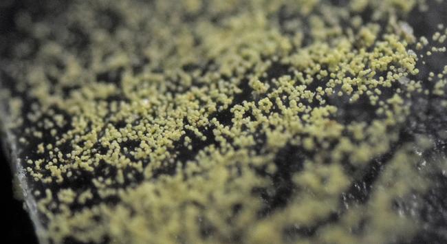 A close up photo of pollen grains on a glass slide, only a small sliver of the image is in focus, in it individual yellowish grains can be seen as small dots on a dark background. The edge of the glass can be seen to the side, and seems rough.