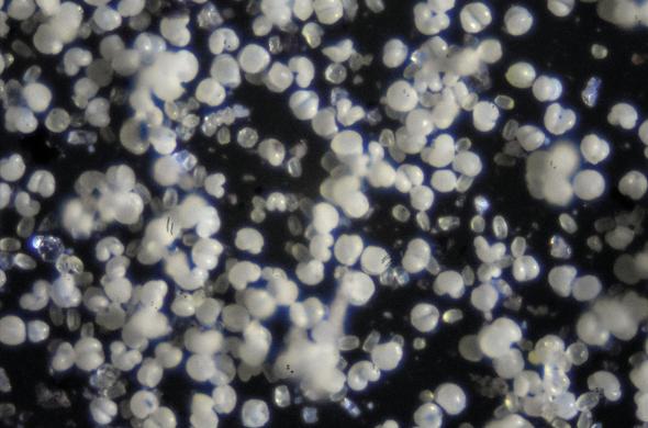 Darkfield microscope image of various grains of pollen. The grains are greenish, most are of the double/triple lobed pine type.