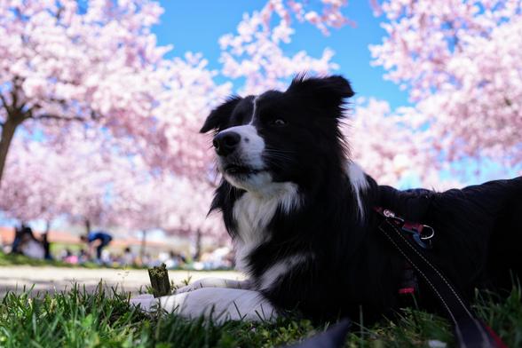 Border collie eating a food stick under the blossoming cherry trees