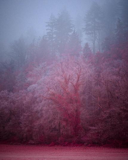 Infrared shot of a tree standing out at the edge of a forest in foggy weather.