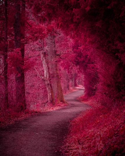 Infrared shot of a corved forest path.