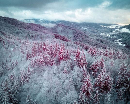 Infrared drone shot of a snow covered forest with wind turbines in the background.