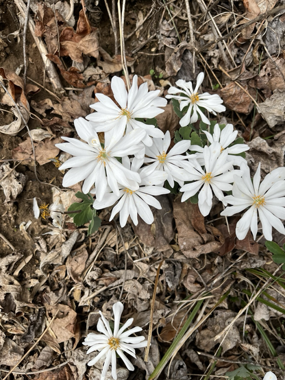 White flowers with many petals and yellow centers against a background of a few green leaves and brown leaf litter