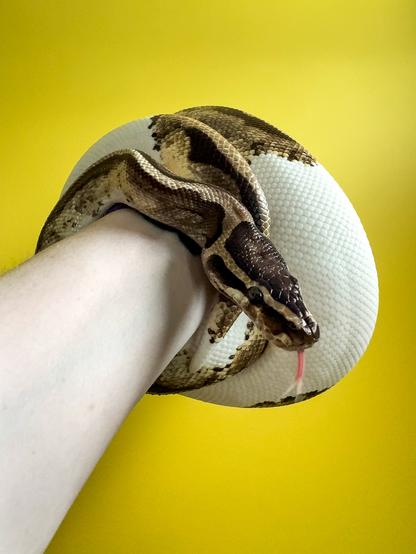 A male ball python with the piebald mutation curled around a human arm, against a yellow background. He is sticking out his tongue.