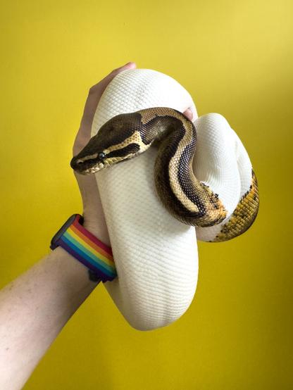 A female ball python with the piebald mutation sitting curled in a human hand; the human is wearing a Pride Apple Watch band, both against a yellow background.