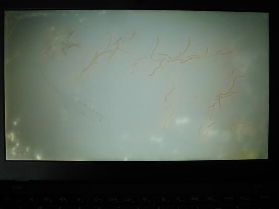 The LCD of a ThinkPad X260 showing weird spots and worm like patterns