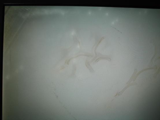 The LCD of a ThinkPad X260 showing weird spots and worm like patterns