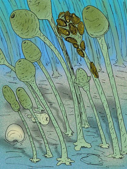 A seabed of stalked sea sponges.  Each sponge has a quasispherical or egg-shaped body, with the osculum or hole at the very top.  A few are dead, lying on the ground.  One sponge is covered in tiny oysters.