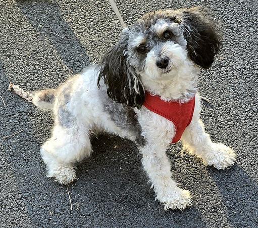Small, furry black and white pup in red harness looking up at the camera.