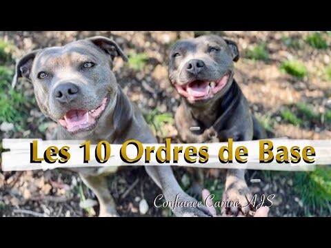 Les 10 Ordres de Base - Staffie ✨ #staffordshirebullterrier #staffy #staff #dog #cute #lovedog