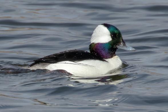 A male Bufflehead duck floating in a lake.