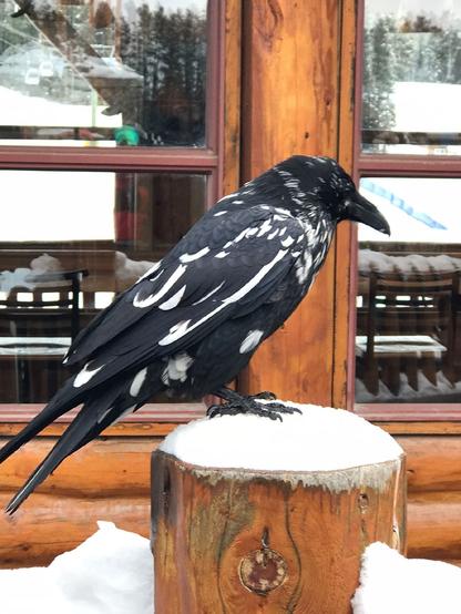 A black and white leucistic raven perched on snow
