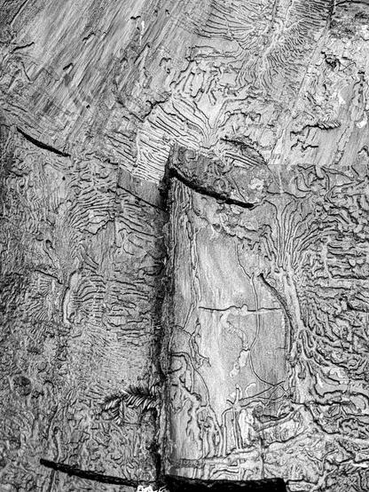 Many curving wiggly grooves on the surface of wood - bark which has fallen off and revealed the work of critters.  Rendered in monochrome for dramatic effect.