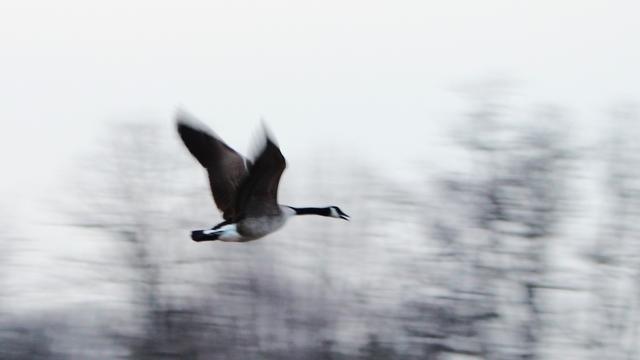A Canada goose flies from left to right with some blurry black tree tops behind. Its wings are blurred as they flap.