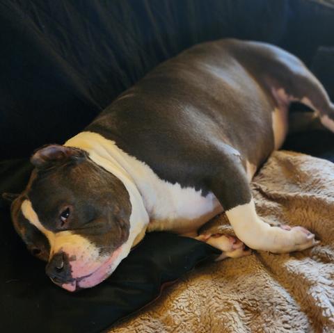 A brown and white American Bully laying on his side on the couch