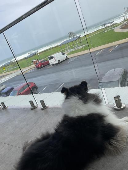 Windswept tri colour rough collie sitting on hotel balcony watching the traffic, green park and rough surf.