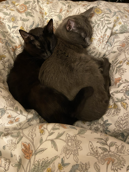 A black cat is spooning a grey cat on a flowered comforter. Both cats are fast asleep and cozy.
