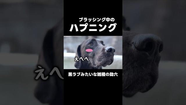 大型犬のハプニング！　#ゴールデンレトリバー #ワイマラナー #雑種犬