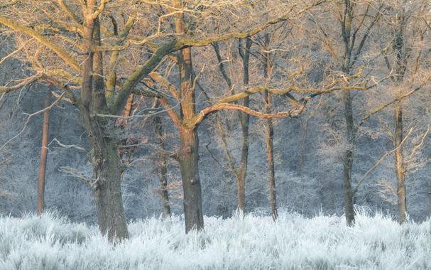 Ein Foto eines lichten Eichenwaldes an einem kalten Morgen bei Sonnenaufgang. Im oberen Bereich der Bäume kommt schon Sonne an die Äste. Weiter unten ist noch alles im Schatten. Den Untergrund bilden Ginsterbüsche voller Reif. Auch die Büsche im Hintergrund sind voller Reif. Das Foto hat einen Warm-Kalt-Kontrast, der sich von oben nach unten durchs Bild zieht.