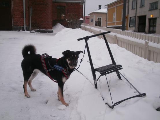 Koira seisoo lumisessa maassa vetovaljaat yllään potkukelkan vieressä. Taustalla näkyy lauta-aitaa ja rakennuksia.