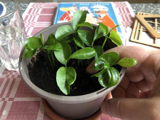 The image shows a small pot with several young mandarin seedlings growing in dark soil. The seedlings have vibrant green, glossy leaves characteristic of citrus plants. A hand is gently touching.