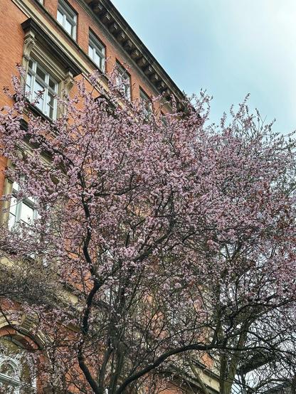 Altbau der Stabi, im Vordergrund ein blühender Baum