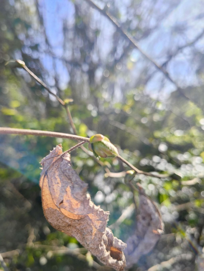 Un petit bourgeon (de je ne sais pas quoi) prêt à éclater sur une branche d’arbre au-dessus d’une feuille ocre fripée restée accrochée tout l’hiver.