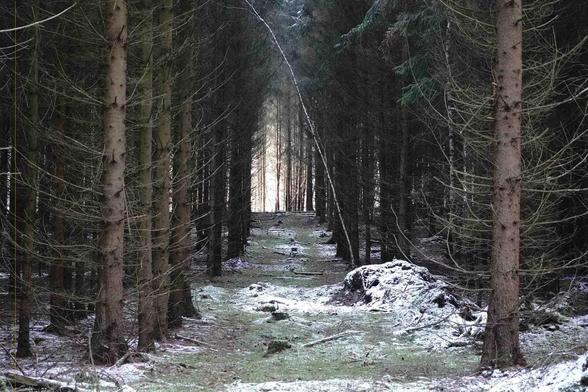 This image shows a forest with tall trees on either side, forming a natural path through the middle. The ground is lightly covered with snow. The scene gives an impression of a serene and quiet winter setting in the woods.