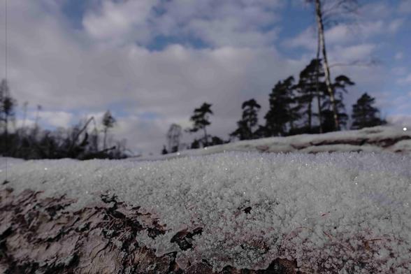 The image features a snowy landscape with a close-up view of snow covering a surface, possibly a fallen log or rocky ground. In the background, there are silhouettes of trees against a cloudy sky. The scene is outdoors, likely in a forest or woodland area.